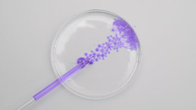 Long dropper drains lavender oil into Petri dish with water