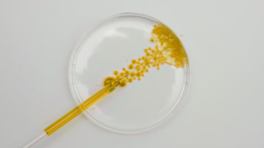 Long dropper drains jojoba oil into Petri dish with water