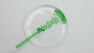 Long chemical dropper drains hemp oil into Petri dish with water
