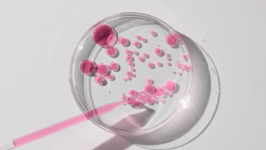 Long chemical dropper drains pink oil into Petri dish with water
