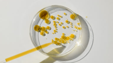 Long chemical dropper drains yellow oil in Petri dish with water