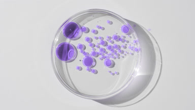 Petri dish with purple oil bubbles in water appears from shadow