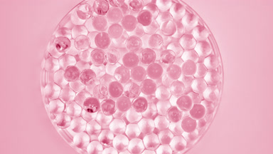 Top view of Petri dish with pink tiny balls on pink background