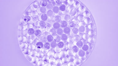Petri dish with violet tiny balls on violet background