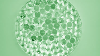 Top view of Petri dish with green tiny balls on green background