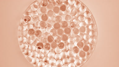 Top view of Petri dish with beige tiny balls on beige background
