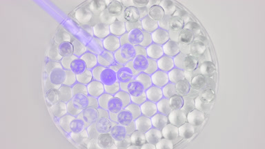 Purple liquid drained from dropper in Petri dish with grey balls