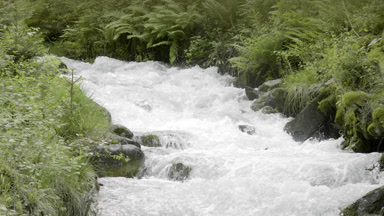 Fast flowing Swiss mountain river with green coasts