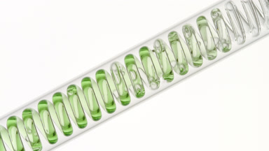 Cucumber extract in inclined coil condenser, natural ingredient