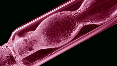 Pink liquid condensing on bulb lab condenser, black background