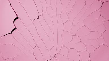 Pink Surface Drying: Time-Lapse with Mudcrack Patterns