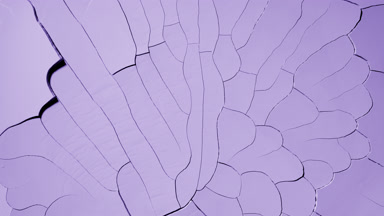 Violet Surface Drying: Time-Lapse with Cracked Texture