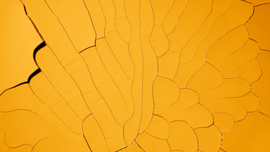 Yellow Surface Drying: Time-Lapse with Mudcrack Patterns