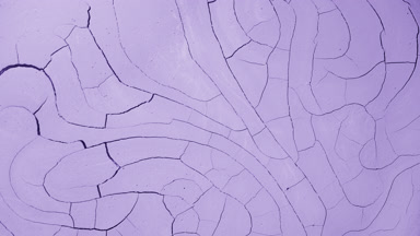 Time-Lapse of Violet Surface Drying with Mudcracks