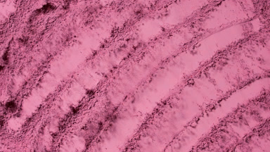 Slow-Motion Pink Powder Burst for Blush Campaign