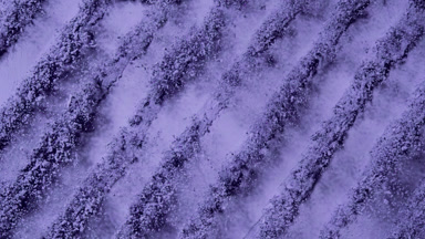 Violet Powder Burst in Slow Motion for Eyeshadow Ads