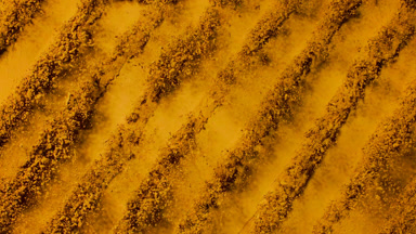 Yellow Powder Burst in Slow Motion Featuring Curcuma