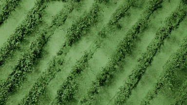 Vibrant Green Powder Burst in Slow Motion