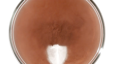 Brown Dust Cloud in Petri Dish from Overhead
