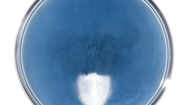 Blue Dust Cloud in Petri Dish from Top Perspective