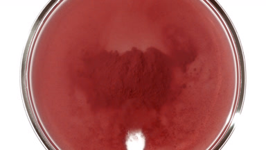 Red Substance Torrent in Petri Dish from Bird's Eye View